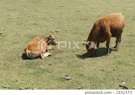 aso of akaushi, farm animal, livestock 2832373