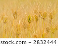 Barley 2832444