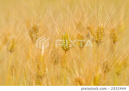 Barley Barley 2832444