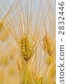 Barley 2832446