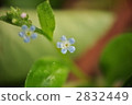 blue flower	 2832449