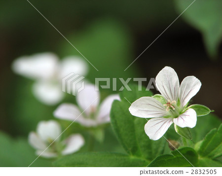 Geranium thunbergii Geranium thunbergii 2832505