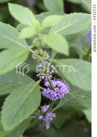 薄荷花 2832515