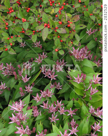 Fruit of Taiwan Hototogisu and Umodokoku Fruit of Taiwan Hototogisu and Umodokoku 2832529