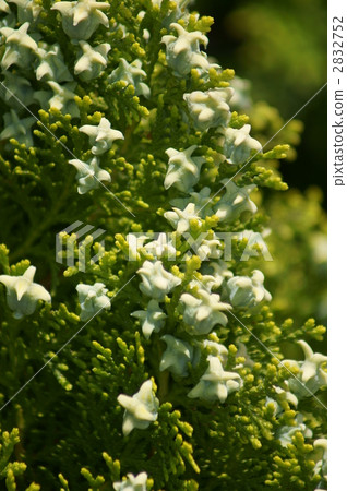 Fresh fruit of a jade-colored child 2832752