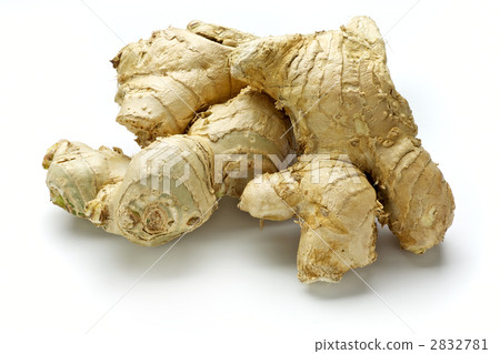 白薑黃 2832781