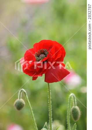 Crimson chickpea 2832787