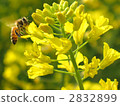 Rape blossoms bee 2832899
