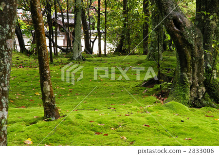 Akishisonji的苔蘚 2833006