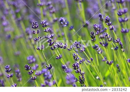 薰衣草 2833242
