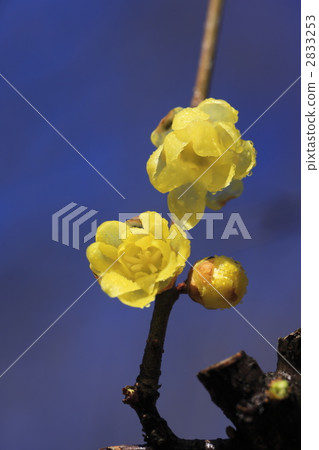開花在早期的春天Rubai的花 開花在早期的春天Rubai的花 2833253