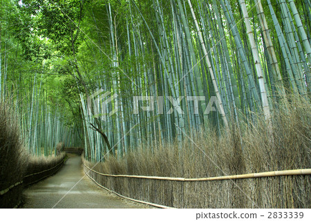 Sagano竹林路 2833339