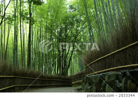 Sagano竹林路 2833344