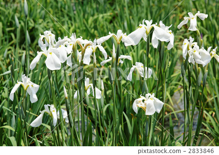 Wild white iris · White Hanano iris Wild white iris · White Hanano iris 2833846