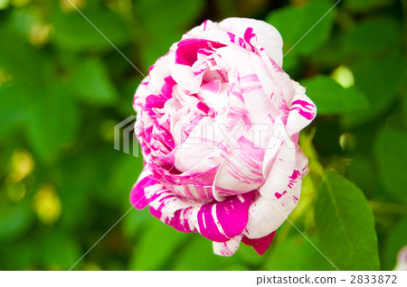 bariegata di bologna, english rose, old rose 2833872