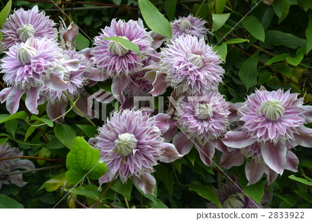 Josephine Josephine 2833922