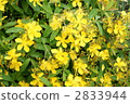 hypericum monogynum, bloom, blossom 2833944