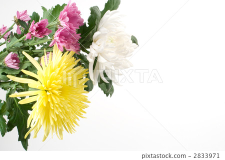三種菊花 三種菊花 2833971