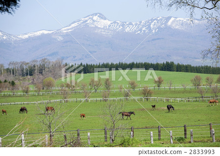 草原 高原 高地 2833993