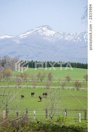 草原 馬 馬兒 2833994