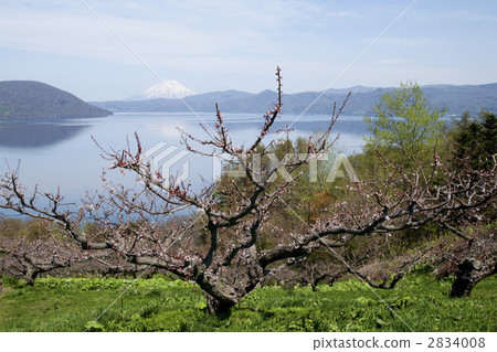梅林 洞爺湖 北海道 2834008