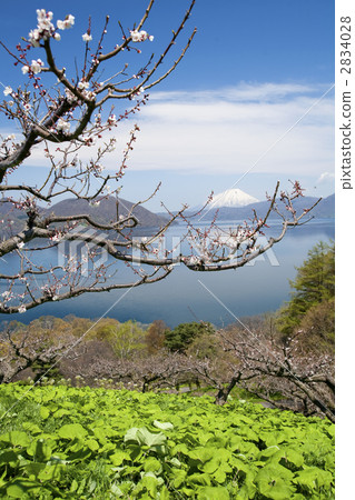 桃李園 梅林 洞爺湖 2834028