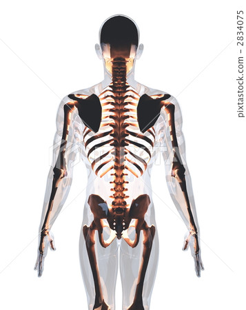 What Is Skeleton Framework - Infoupdate.org