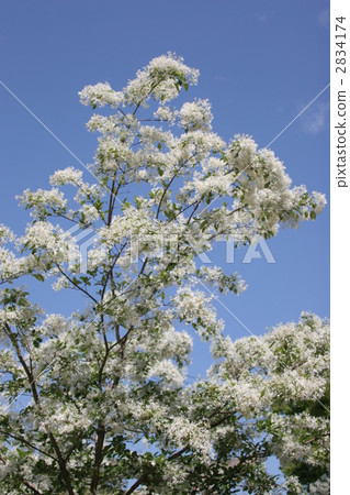 中國流蘇樹 花朵 花 2834174
