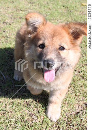 小狗 毛孩 柴犬 2834236