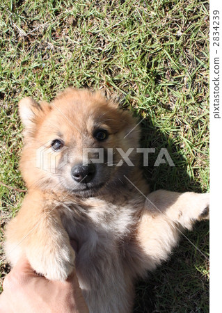 doggy, lapdog, puppies 2834239