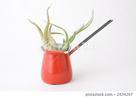 Air plants and small one hand pot Air plants and small one hand pot 2834267
