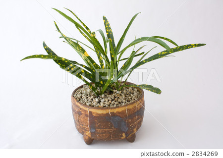 葉子植物 2834269