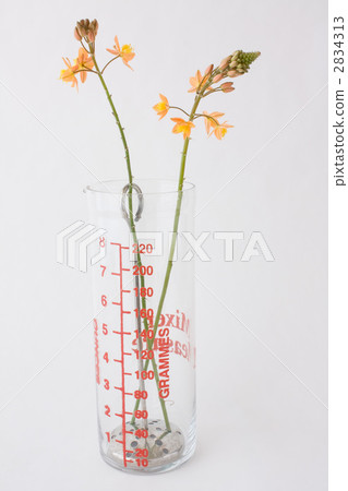 花與敷料製造商 2834313