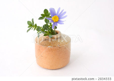 藍色雛菊和時間 2834333