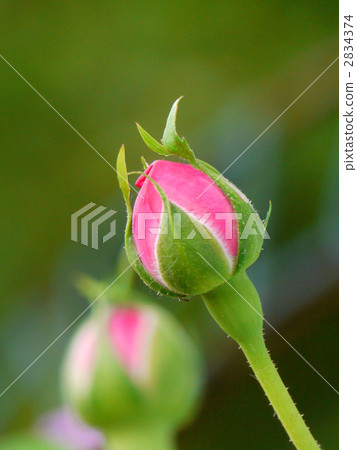Bud 2834374
