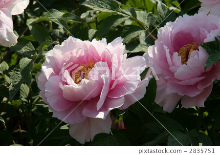 鈕扣 按鈕 特寫 2835751