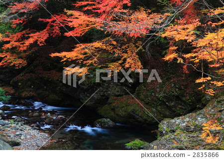 禦寒井谷的秋葉 禦寒井谷的秋葉 2835866