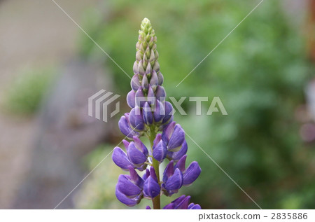 魯冰花 羽扇豆 花朵 2835886