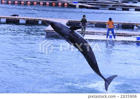 鯨魚大跳躍 2835906