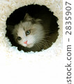 rag doll, cat, animal 2835907