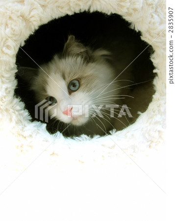rag doll, cat, animal 2835907