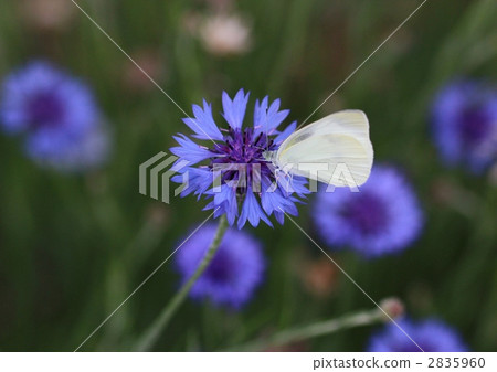 Monsieur魚陷入了箭頭 2835960