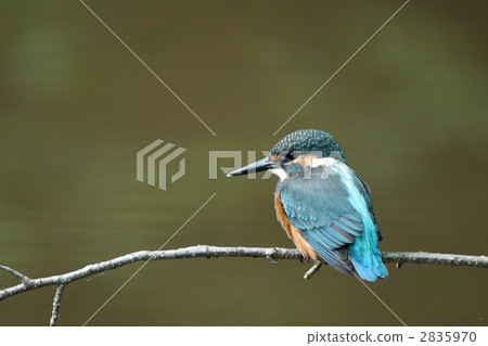 鱸魚的翠鳥孩子的寶貝 2835970