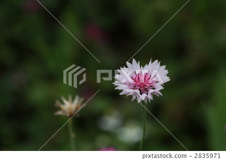 矢車菊 矢車菊 2835971