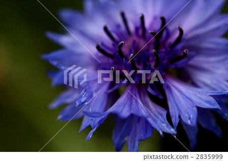 矢車菊 2835999