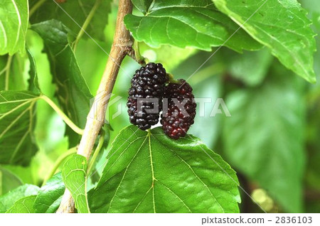 山川(水果) 山川(水果) 2836103