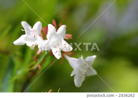 Aberia's flower 2836262