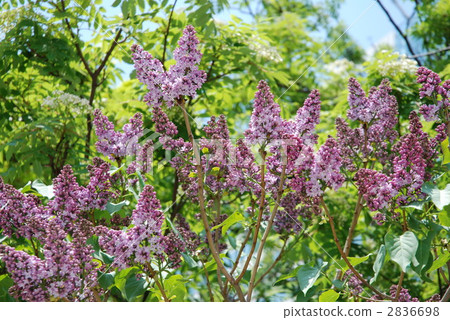 Lilac Lilac 2836698