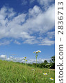 Halcyon和草原上的天空 2836713