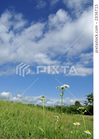 Halcyon和草原上的天空 2836713